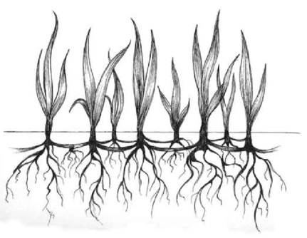 rhizomatic